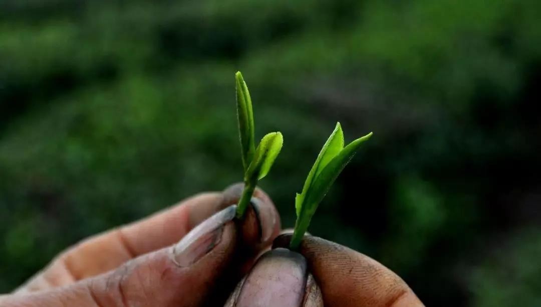 沂蒙茶