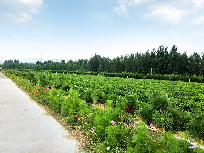 茶場(chǎng)實(shí)景2