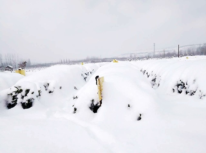 稻港水庫(kù)茶園基地冬日雪景