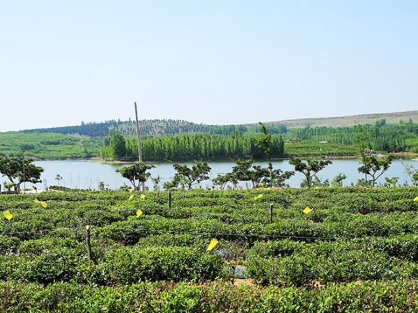 茶廠風(fēng)光