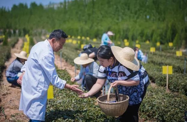 沂蒙雪尖采摘現(xiàn)場