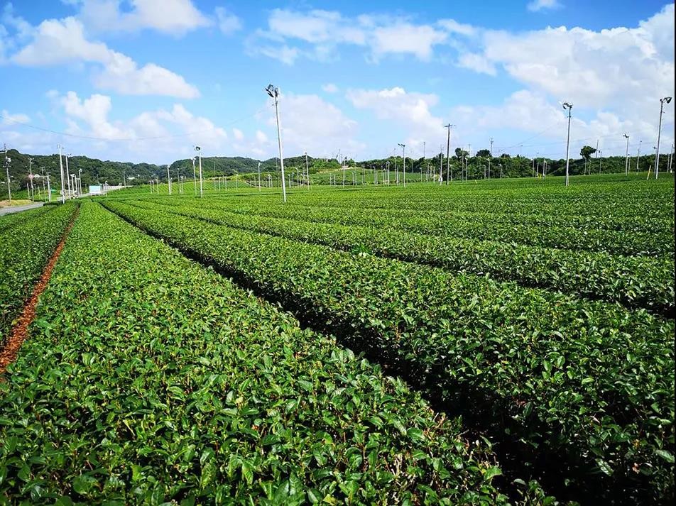 靜岡茶廠